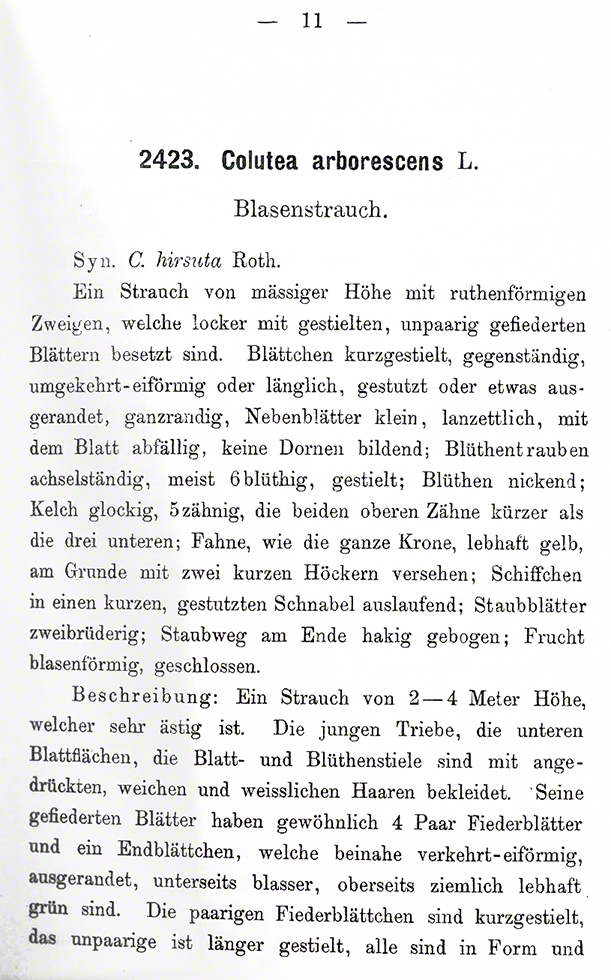 Blasenstrauch