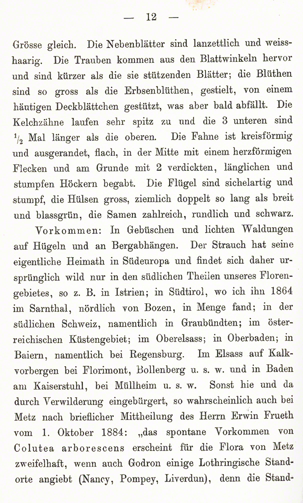 Blasenstrauch