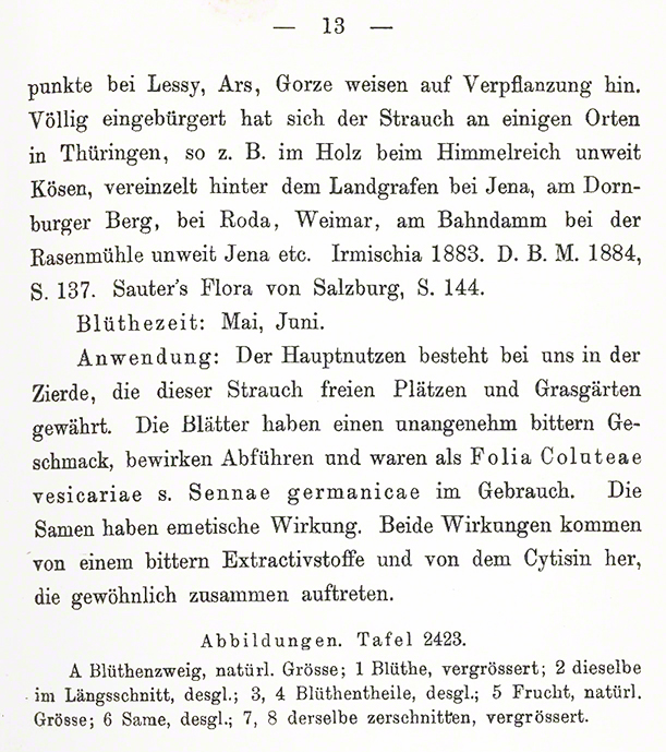 Blasenstrauch
