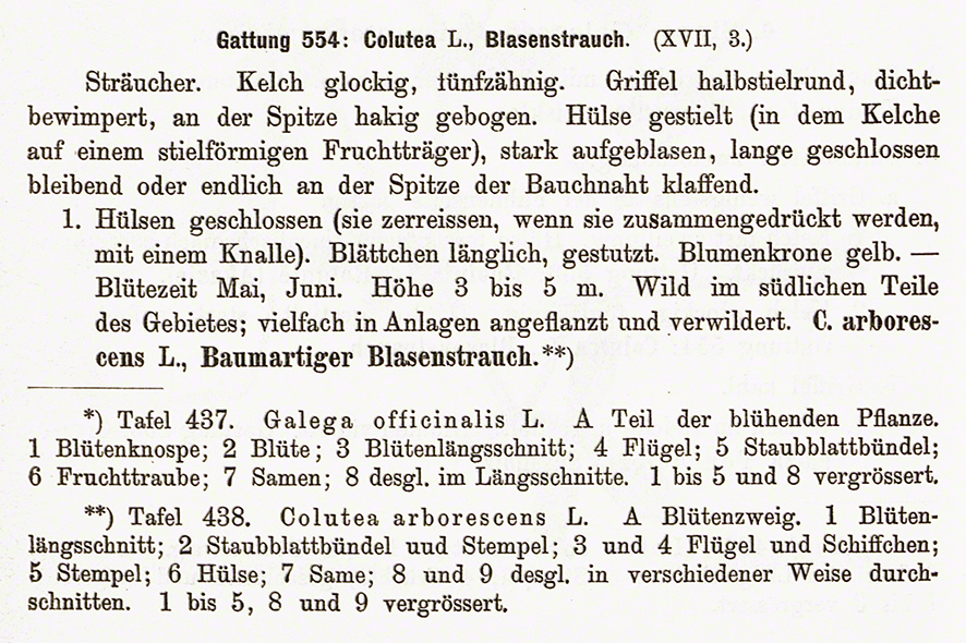 Blasenstrauch