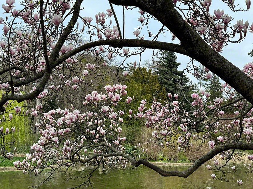 Magnolie