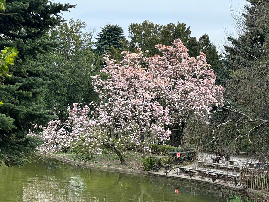 Magnolie