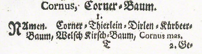 Kornelkirsche