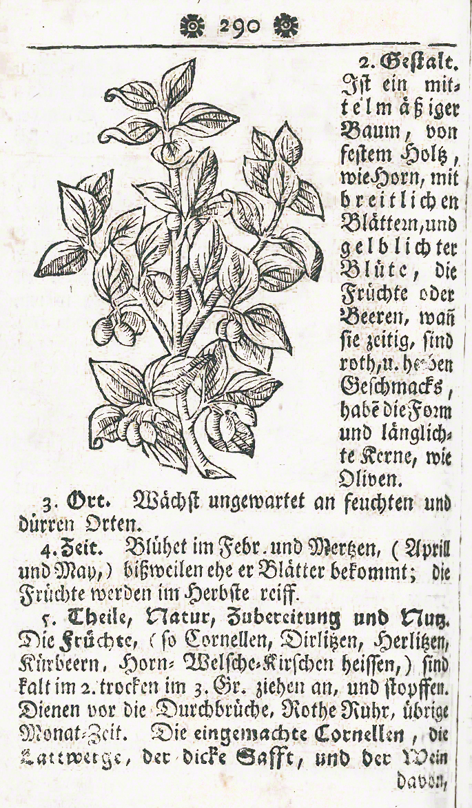 Kornelkirsche