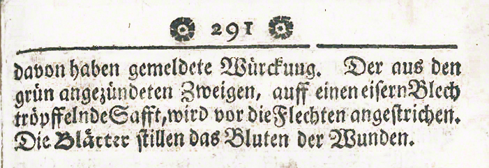 Kornelkirsche