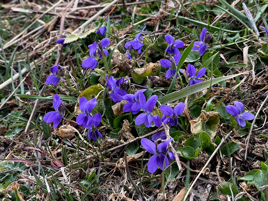 Veilchen