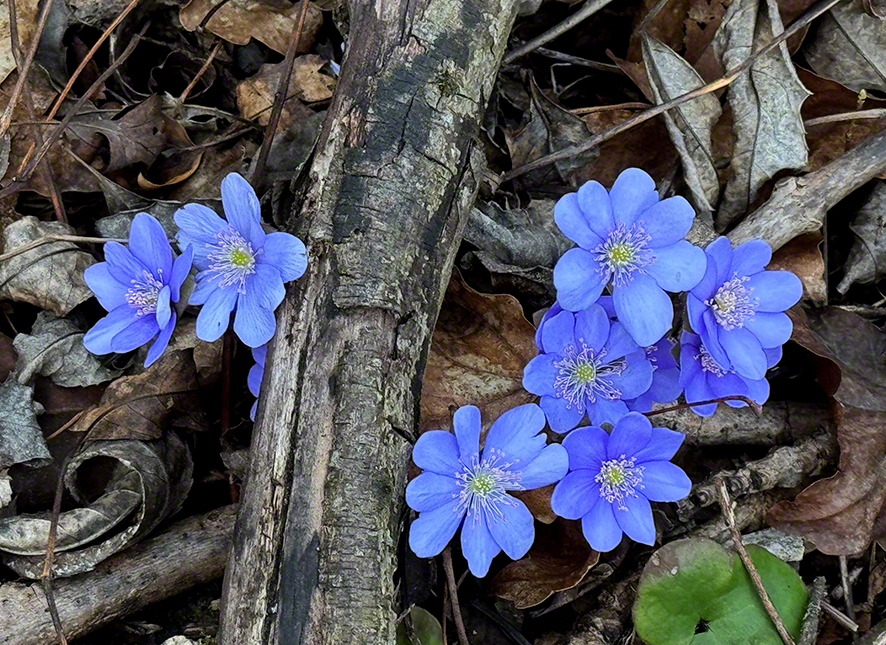 Leberblümchen