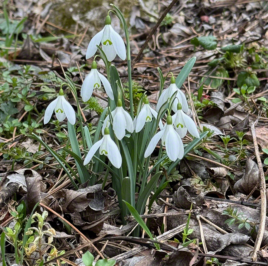 Schneeglöckchen