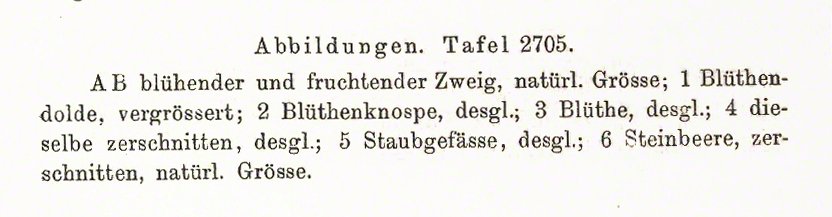 Kornelkirsche