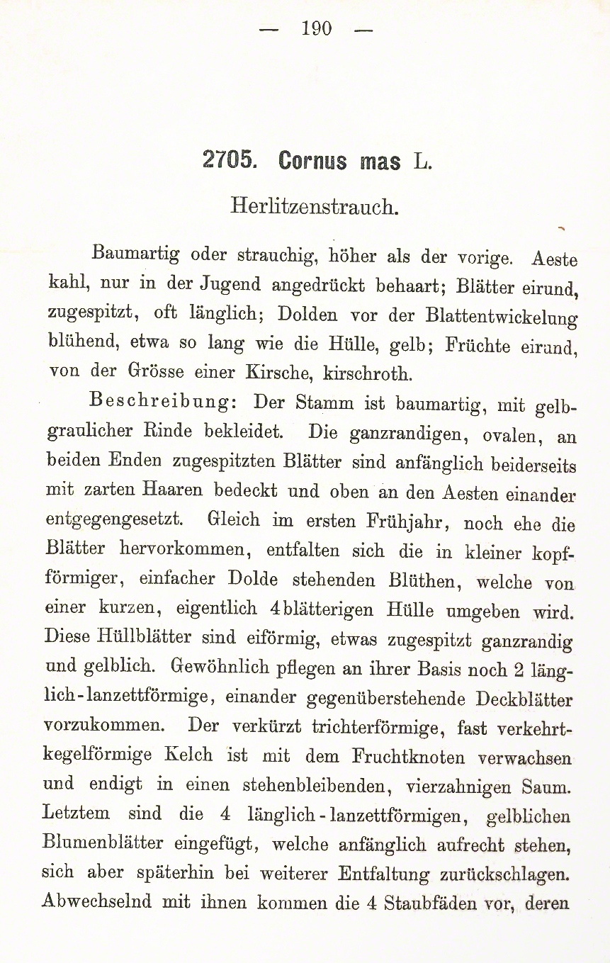 Kornelkirsche