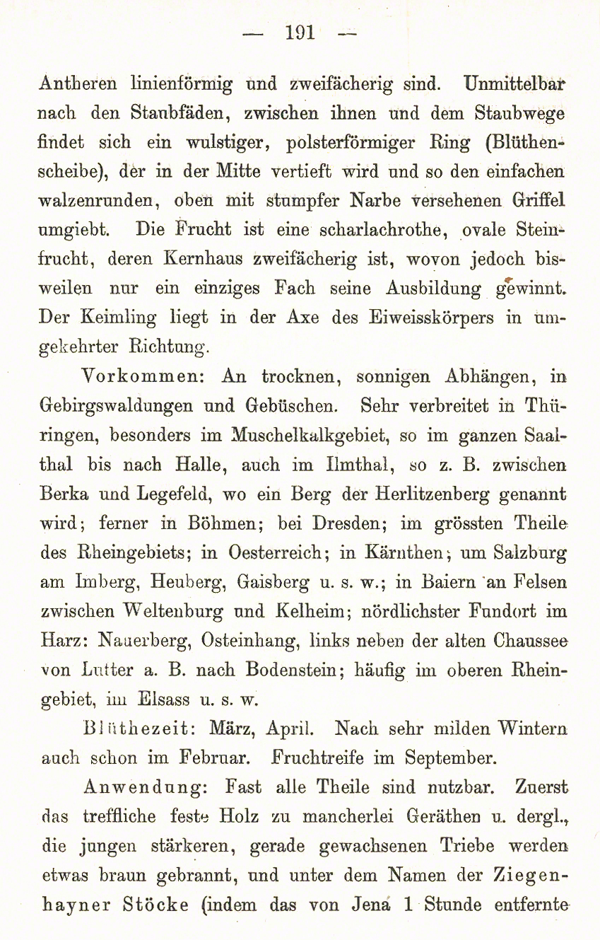 Kornelkirsche