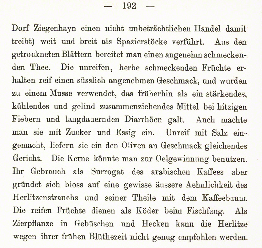 Kornelkirsche
