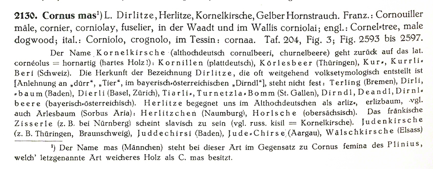 Kornelkirsche