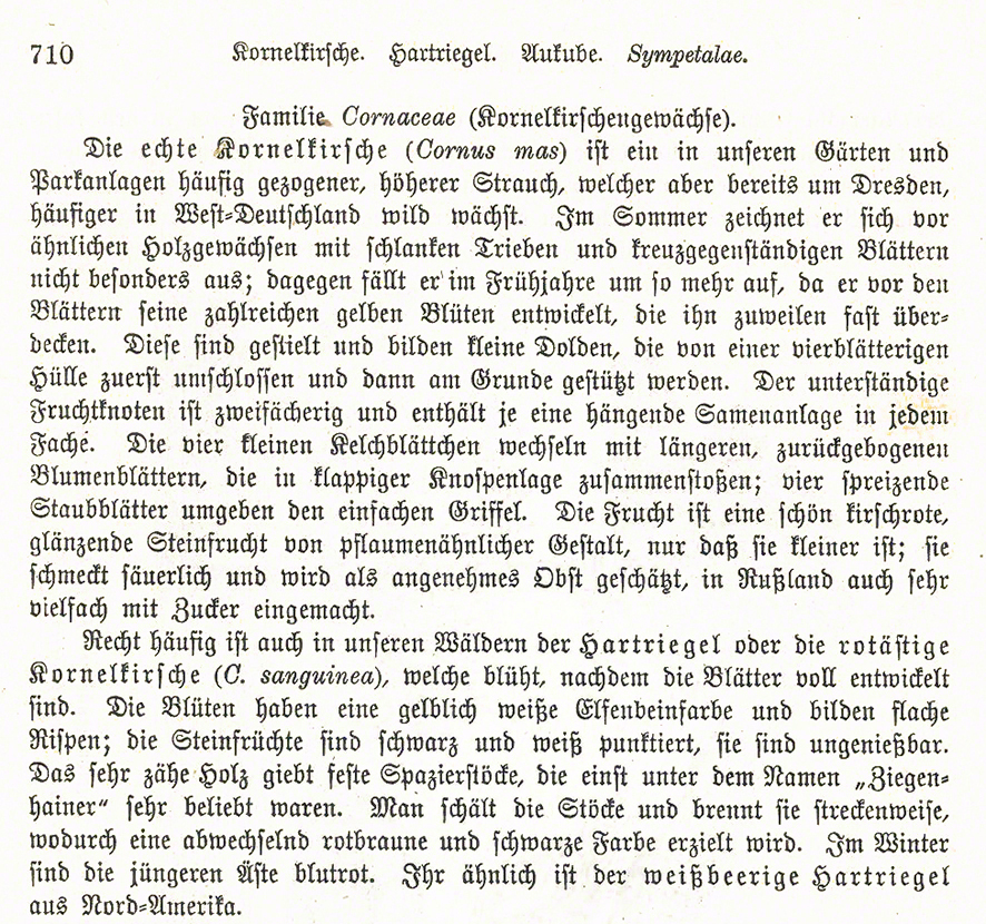 Kornelkirsche
